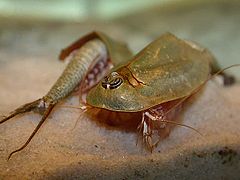 Triops australiensis