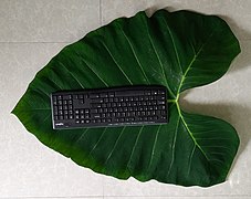 Colocasia-Blatt, mit PC-Tastatur zum Größenvergleich