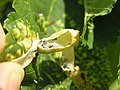 Aphids in leaf gall, Poland