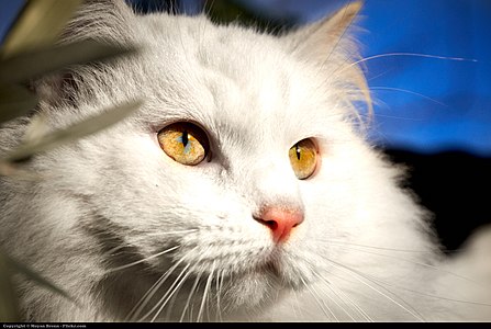 Turkish Angora with hazel eyes