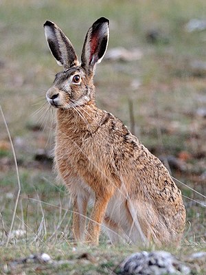 Eŭropa leporo Lepus europaeus