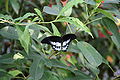 Papilio polymnestor