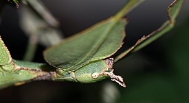 Phyllium bioculatum