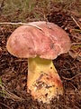 Boletus speciosus