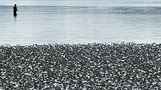 Pêcheur au large d'une vasière à Lysekil, Suède.