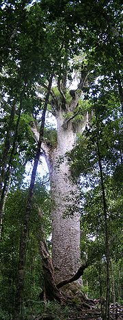 A very large grey tree in a jungle-like setting