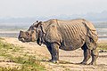 El rinoceronte indio (Rhinoceros unicornis) es una especie de mamífero perisodáctilo de la familia Rhinocerotidae, una de las tres especies de rinocerontes que existen actualmente en Asia. Es herbívoro, excepto durante el invierno cuando consumen una mayor proporción de ramoneo. Mide más de 3 metros de longitud, unos 1,8 metros de altura y en promedio 2 toneladas de peso, siendo un animal de grandes dimensiones. Por Charlesjsharp.