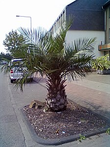 Jubaea chilensis in Leverkusen, Germany