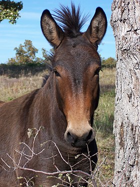 Mulo em Oklahoma, nos Estados Unidos