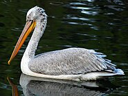 Dalmatian pelican