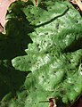 Peltigera leucophlebia