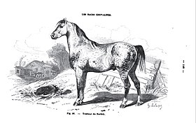 Gravure d'un trotteur Norfolk en 1861.