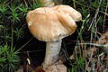 !Cortinarius cyanites!