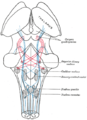 Lemniscus liflerinin seyrini gösteren şema; medial lemniscus mavi, lateral kırmızı.