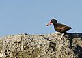 Ostrero negro en la costa de Puerto Pirámides