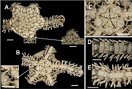 Ophionereis reticulata