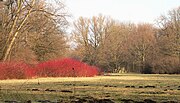 Farbenprächtiges Gehölz im Park