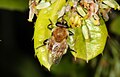 pestřenka Criorhina floccosa