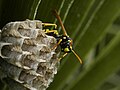 Polistes dominula sul proprio nido