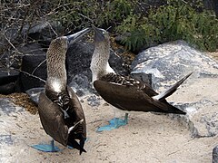 Fou à pieds bleus (Sula nebouxii).