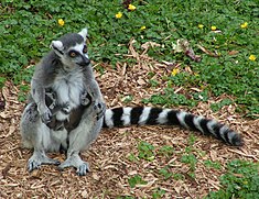 Kaķu lemurs (Lemur catta)