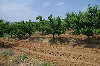 Cherry orchard in Sirkovo, North Macedonia