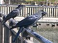 Large-billed crow na carrion crow