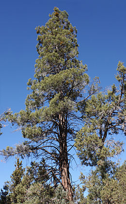 Kaliforniai gyantásciprus (Calocedrus decurrens)