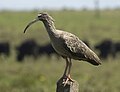 Ibis plombé