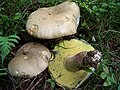 !Boletus calopus!