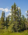 Nigraj piceoj (Picea mariana) fotitaj sude de Inuvik, Nordokcidentaj Teritorioj, Kanado