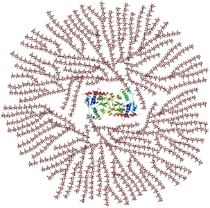 Schematic 2-D cross-sectional view of glycogen. A core protein of glycogenin is surrounded by branches of glucose units. The entire globular granule may contain approximately 30,000 glucose units.[2]