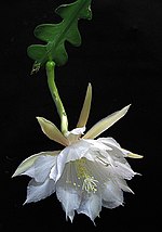 Vignette pour Epiphyllum