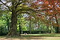 Fagus sylvatica 'Atropunicea'