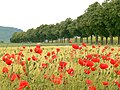 Klatschmohn bei Kloster Wittenburg