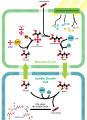 Image 22The C4 carbon concentrating mechanism (from Evolutionary history of plants)