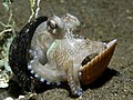 Amphioctopus marginatus