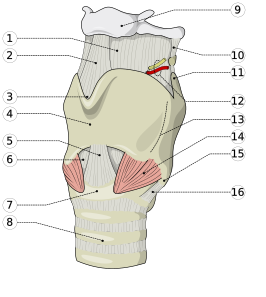 1. membrana thyreohyoidica 2. ligamentum thyreohyoidicum medianum 3. incisura laryngica 4. cartilago thyreoides (schildkraakbeen) 5. ligamentum cricothyreoidicum medianum 6. conus elasticus 7. cartilago cricoides (ringkraakbeen) 8. trachea (luchtpijp) 9. os hyoides (tongbeen) 10. ligamentum thyreohyoidicum laterale 11. cornu superius (bovenste hoorn) van schildkraakbeen 12. bovenste larynxzenuw en -arterie 13. linea obliqua (schuine lijn) 14. musculi cricothyreoidici 15. cornu inferius (onderste hoorn) van schildkraakbeen 16. cricothyreoïdverbinding