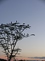 A tree at dusk