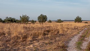 Rozendaals Veld near the Brandtoren