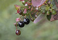 Mentigi biru eropa (Vaccinium myrtillus)