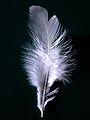 Image 9 Feather Feathers are one of the epidermal growths that form the distinctive outer covering, or plumage, of birds. They are the outstanding characteristic that distinguishes the class Aves from all other living groups. More selected pictures