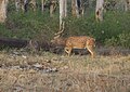 Chital buck