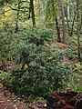 Pazifische Eibe (Taxus brevifolia)