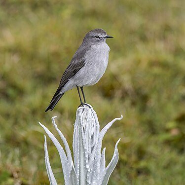 Paramo ground tyrant by Charles J. Sharp