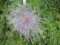 Pulsatilla or Anemone alpina