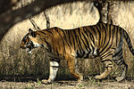 Ranthambhore-Nationalpark