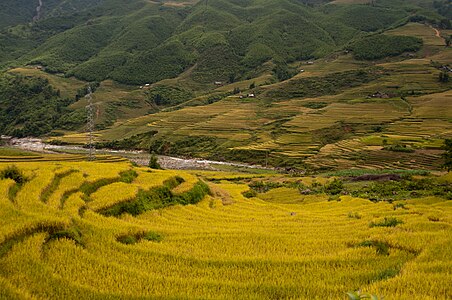 Ruộng bậc thang tại Sa Pa