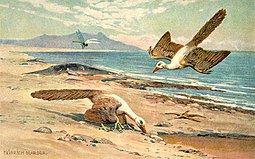 Archaeopteryx por Heinrich Harder, ca. 1916