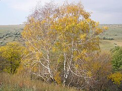 Betula pendula de Roth en automne.